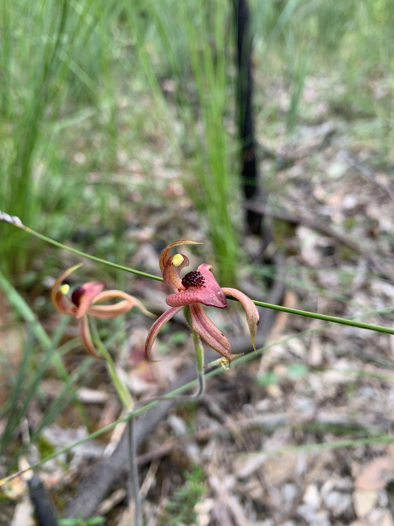 Image of Thick-lipped spider-orchid