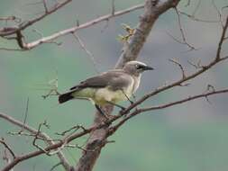 Image of Fischer's Starling