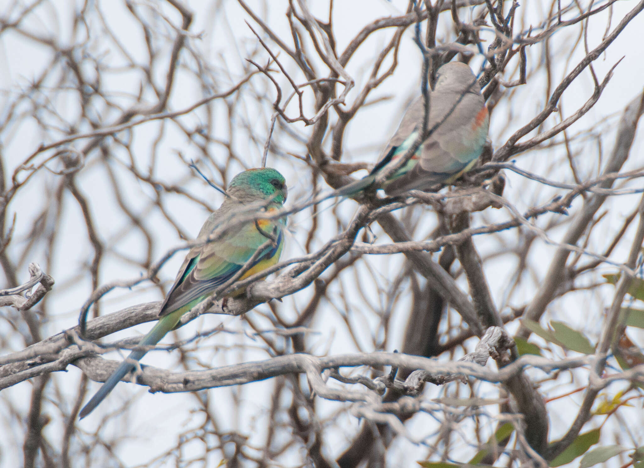 Image of Many-coloured Parakeet