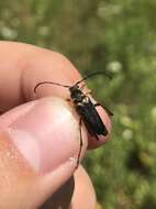 Image of Longhorn beetle