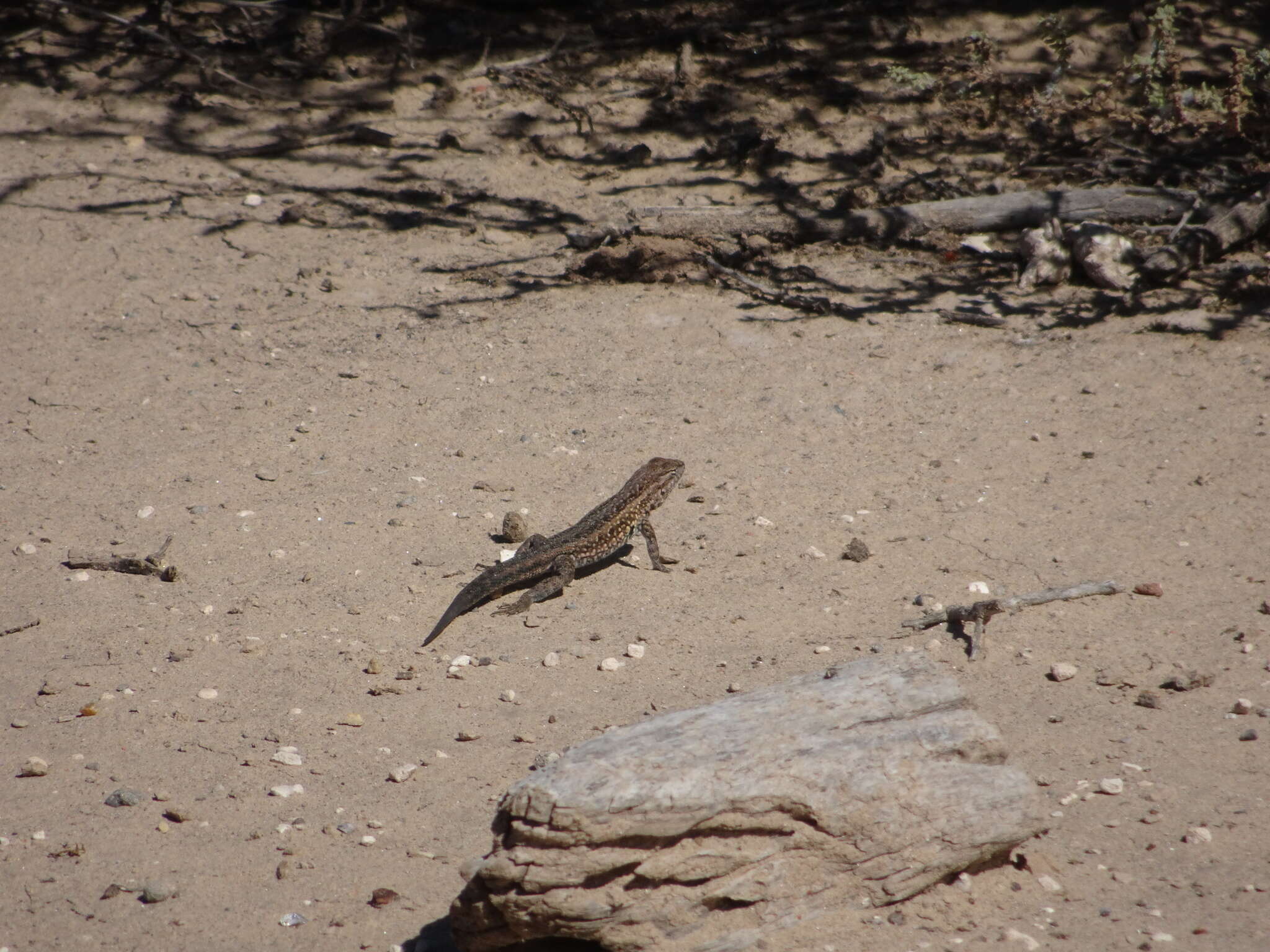 Image of Eastern Side-blotched Lizard