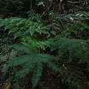 Image of Diplazium polypodioides Bl.