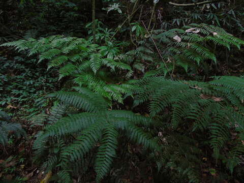 Image of Diplazium polypodioides Bl.