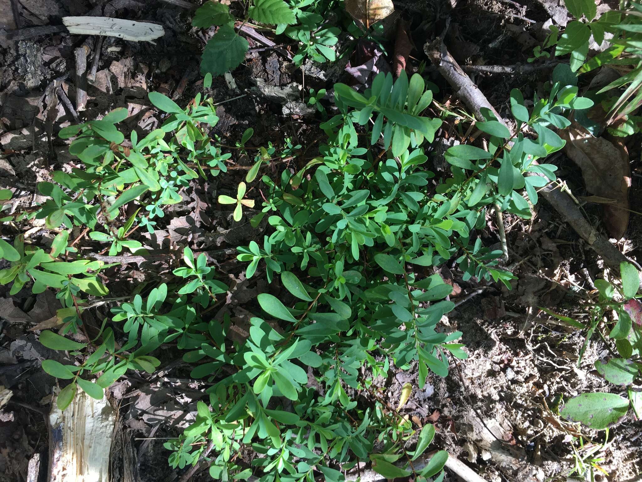 Imagem de Hypericum hypericoides subsp. multicaule (Michaux ex Willd.) N. K. B. Robson