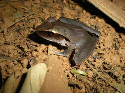 Image of Tilaran Robber Frog