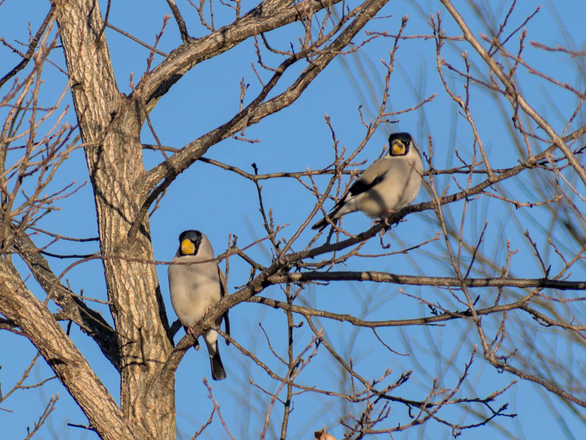 Image of Japanese Grosbeak