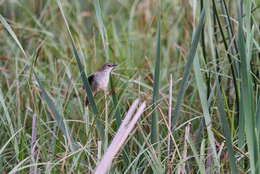 Image of African Bush-Warbler