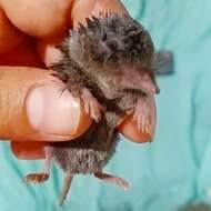 Image of Yucatan Small-eared Shrew