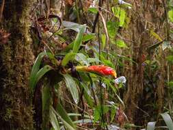 Image of Guzmania jaramilloi H. Luther