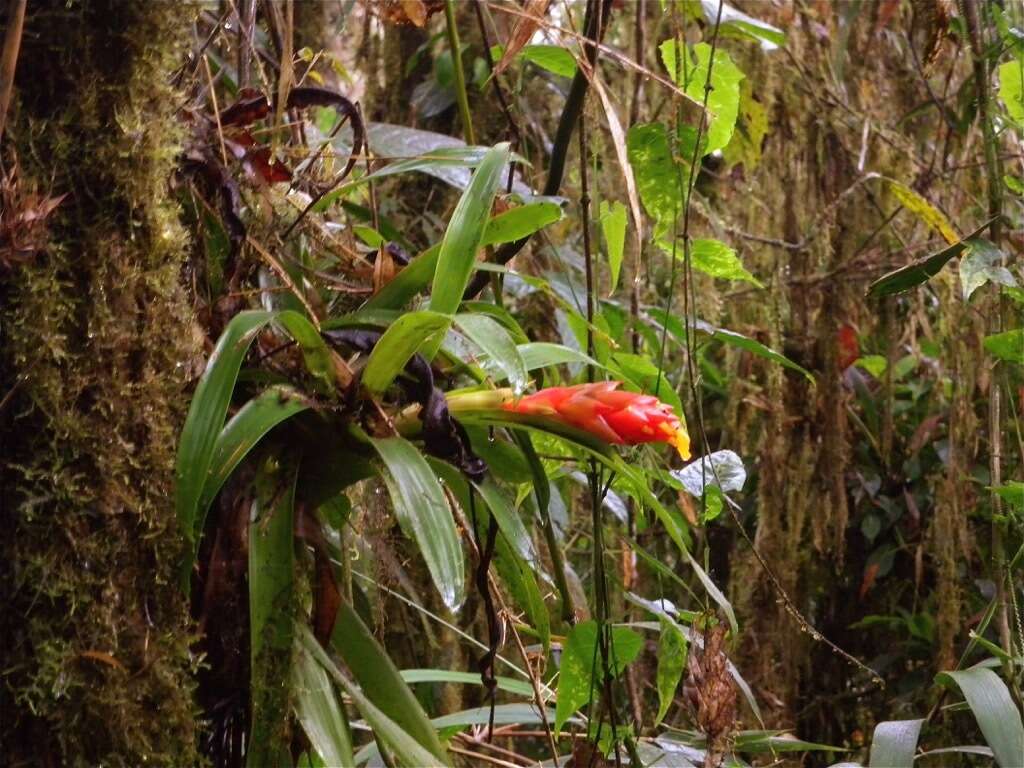 Image of Guzmania jaramilloi H. Luther