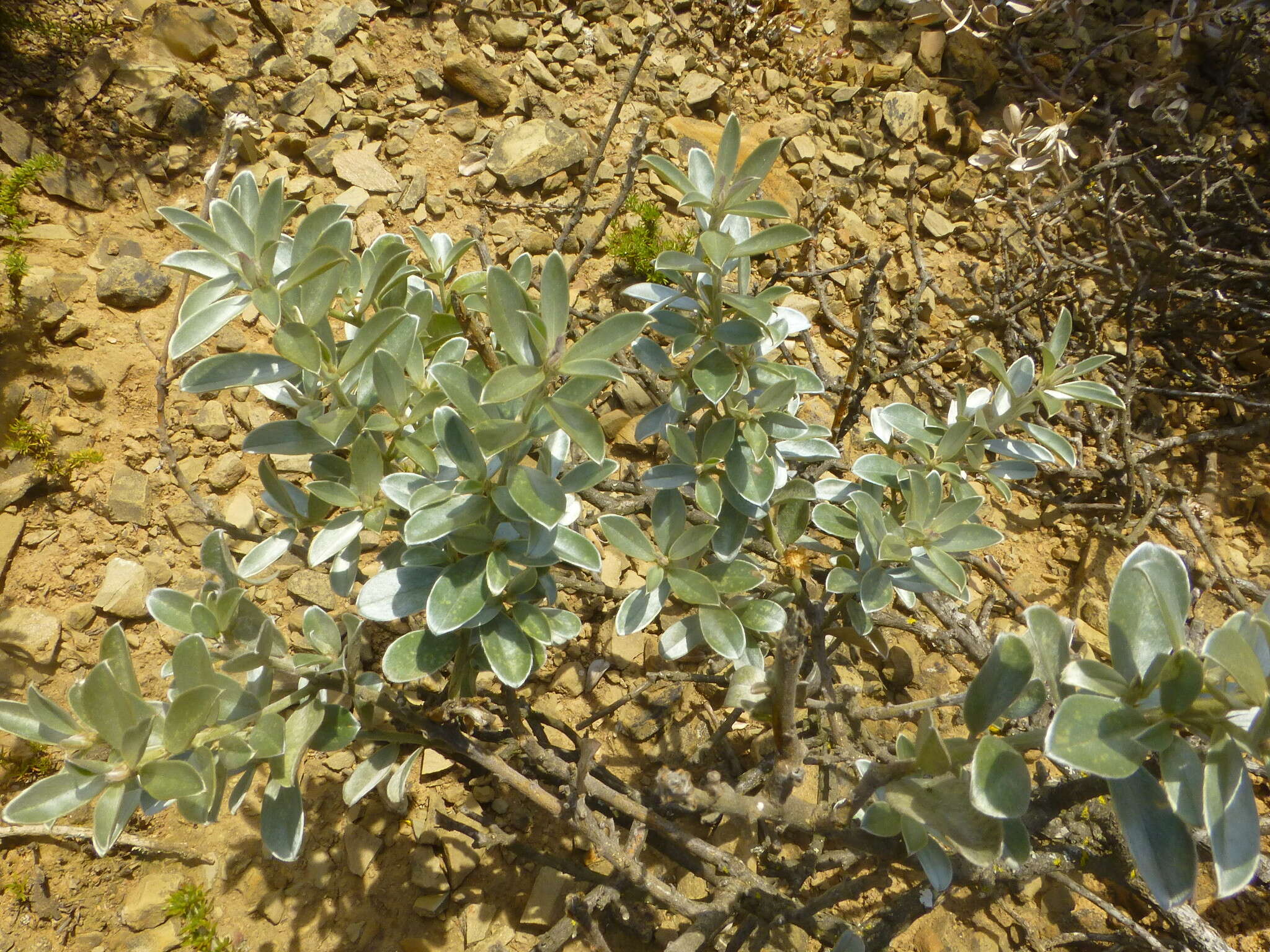 Image of Podalyria sericea R. Br.