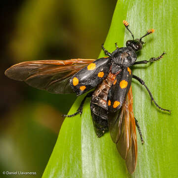 Image of Nicrophorus (Nicrophorus) didymus (Brullé 1836)