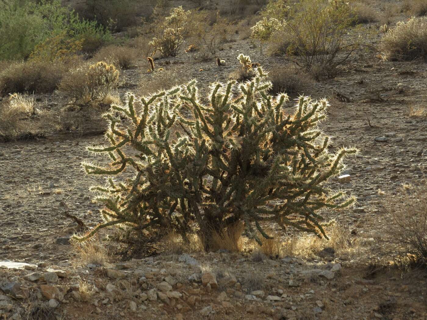 Image of buck-horn cholla