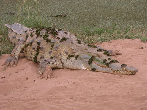 Image of Orinoco Crocodile