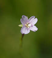 Image of Oregon Willowherb