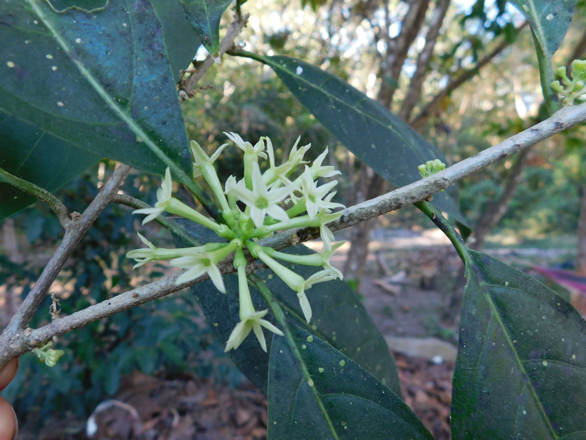 Image of Cestrum glanduliferum Kerber ex Francey