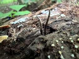 Image of Ophiocordyceps smithii (Mains) G. H. Sung, J. M. Sung, Hywel-Jones & Spatafora 2007