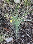 صورة Lithospermum multiflorum S. Wats.