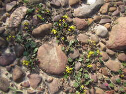 Image of Tetragonia herbacea L.