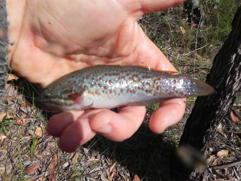 Image of Purple-spotted gudgeon