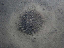 Image of gray sea-pen