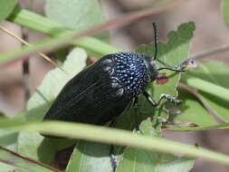 صورة Sternocera orissa variabilis Kerremans 1886