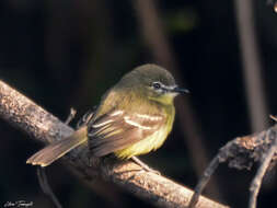 Image of Amazonian Inezia