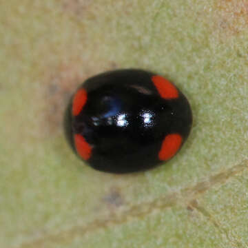 Image of Brachiacantha quadripunctata quadripunctata (Melsheimer 1847)