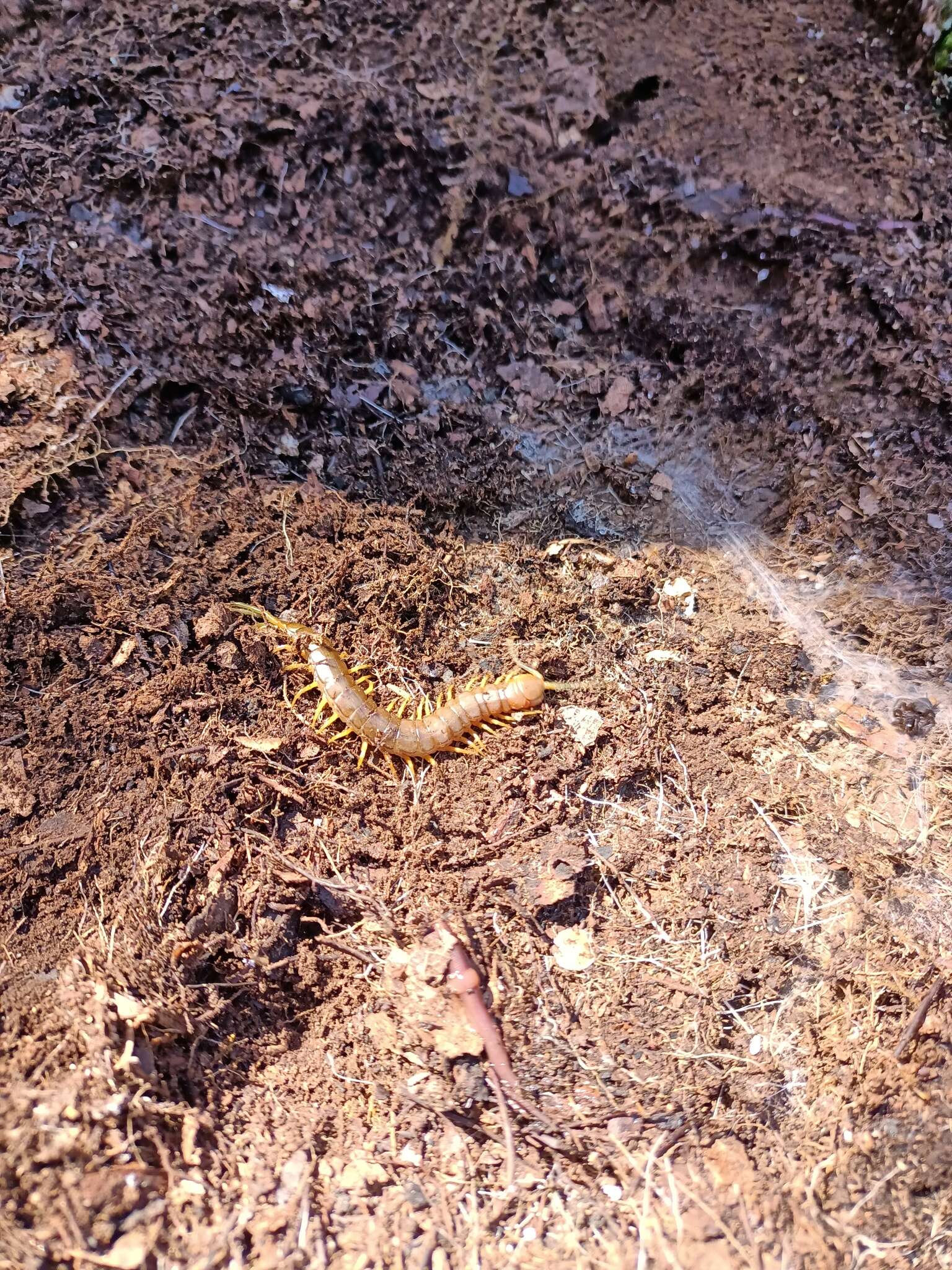 Imagem de Scolopendra pomacea C. L. Koch 1847