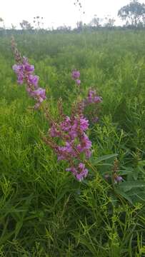 Image of showy ticktrefoil