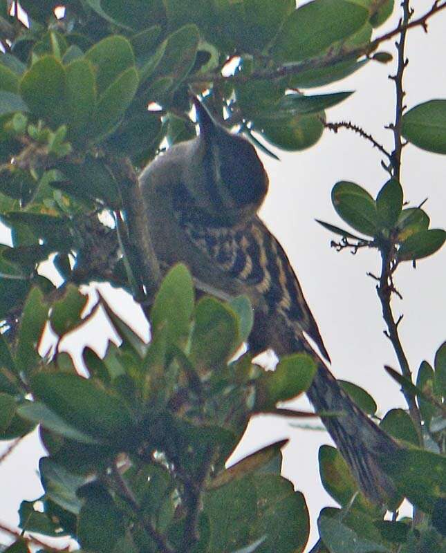 Image of Veracruz Wren