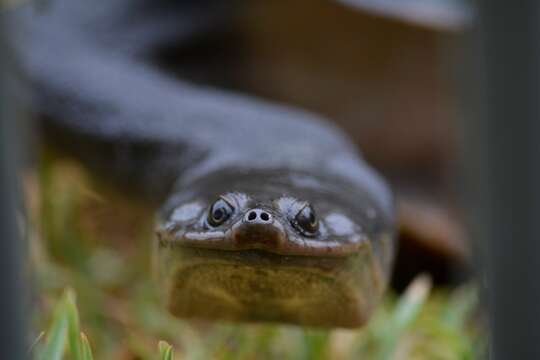 Image of Giant Snake-necked Turtle