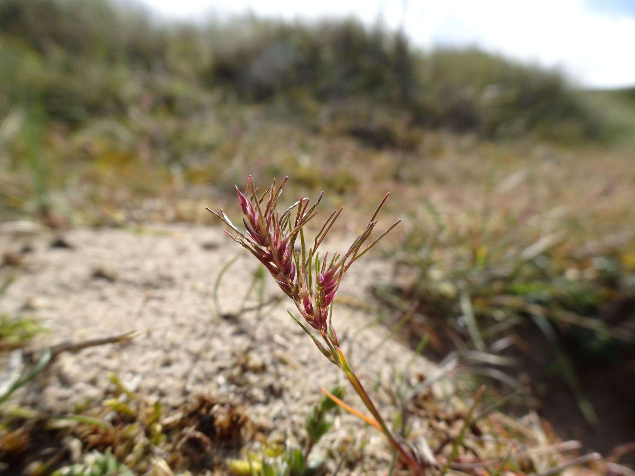 Image of Poa bulbosa f. vivipara (Koeler) Maire