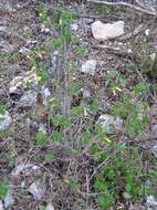 Image of Salvia aspera M. Martens & Galeotti