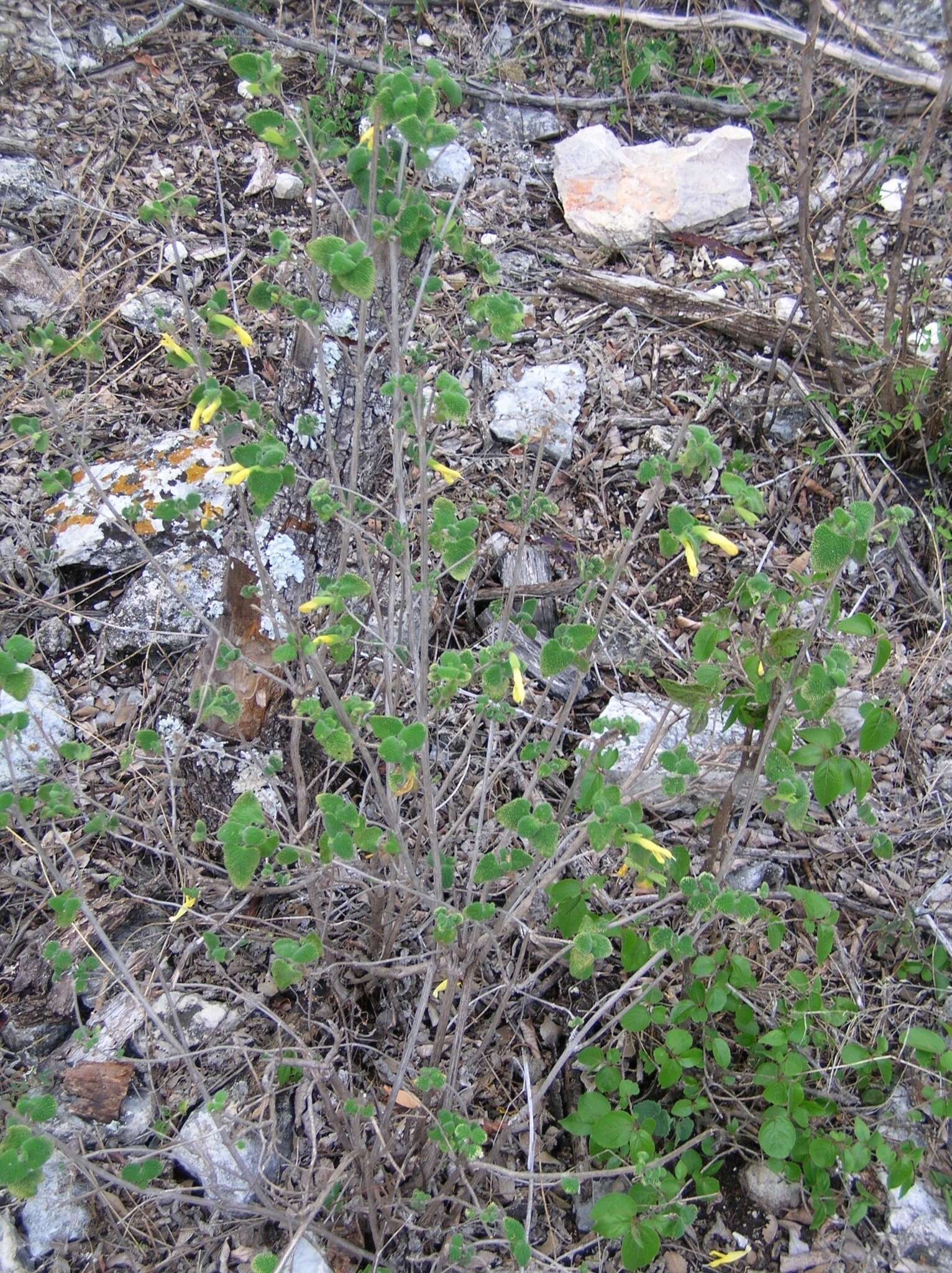 Image of Salvia aspera M. Martens & Galeotti