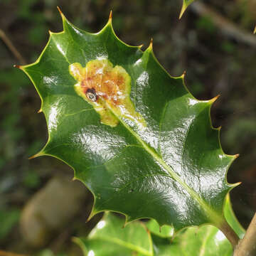 Image of European Holly Leafminer