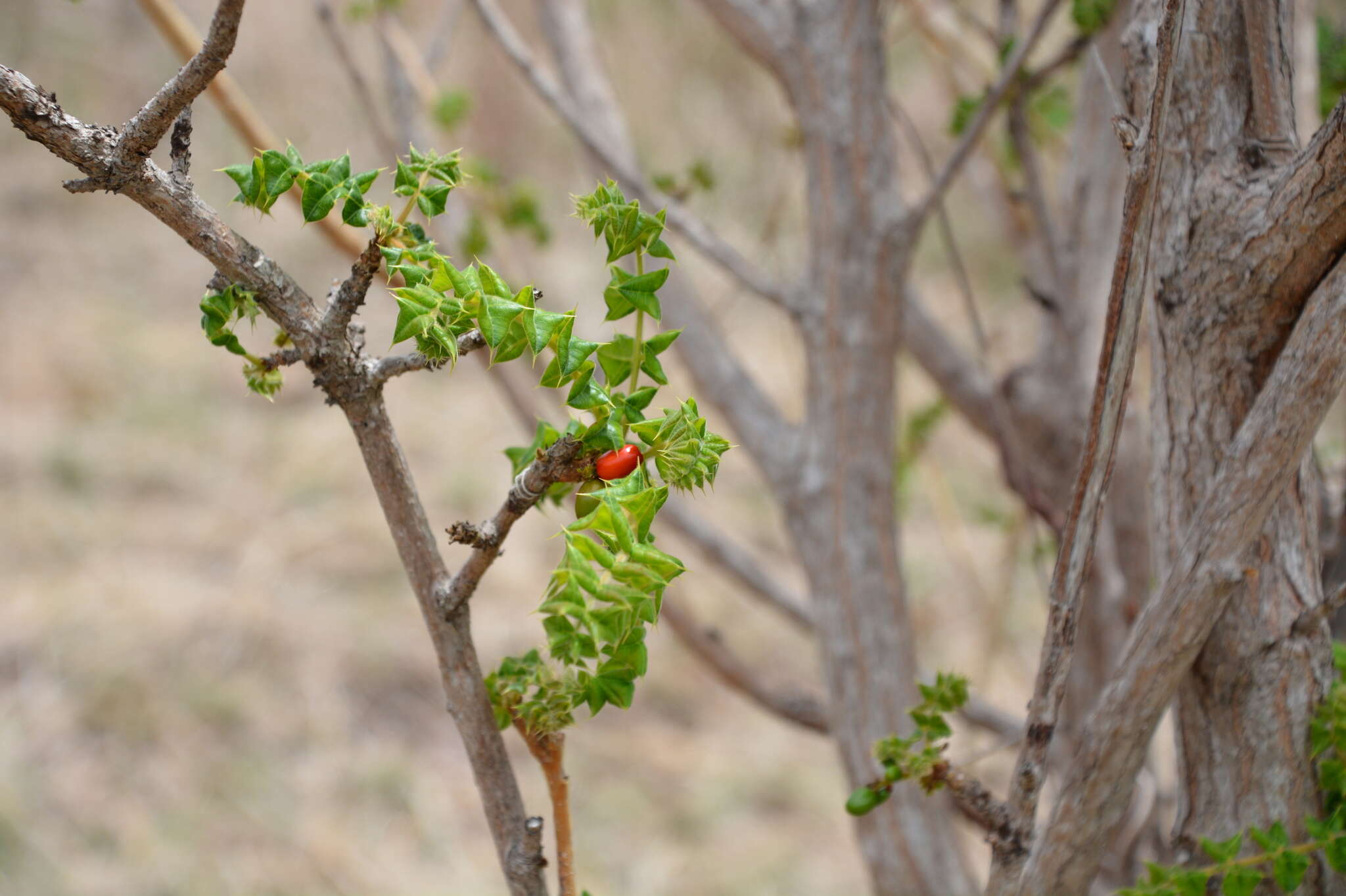 Image of poison ash