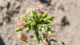 Chylismia claviformis subsp. aurantiaca (Munz) W. L. Wagner & Hoch resmi