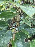 Image of Actinidia venosa Rehder