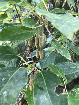 Image de Actinidia venosa Rehder