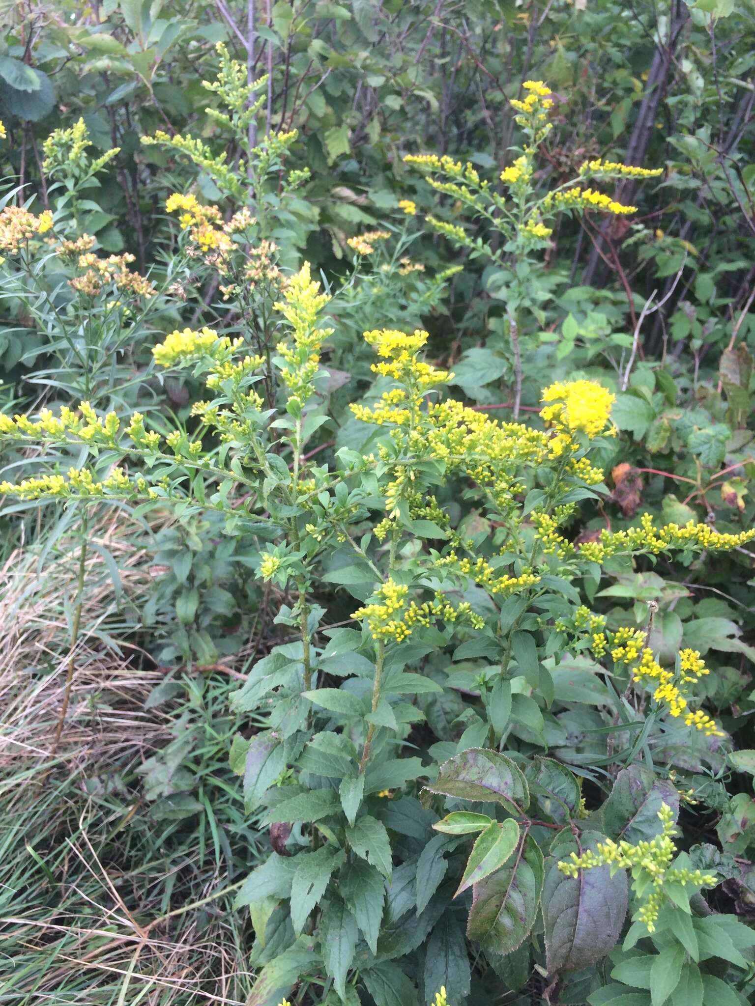 Image of Solidago rugosa var. rugosa