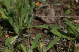 Imagem de Pilosella schultesii (Sch. Bip.) Sch. Bip. & Sch. Bip. ex H. P. Fuchs-Eckert