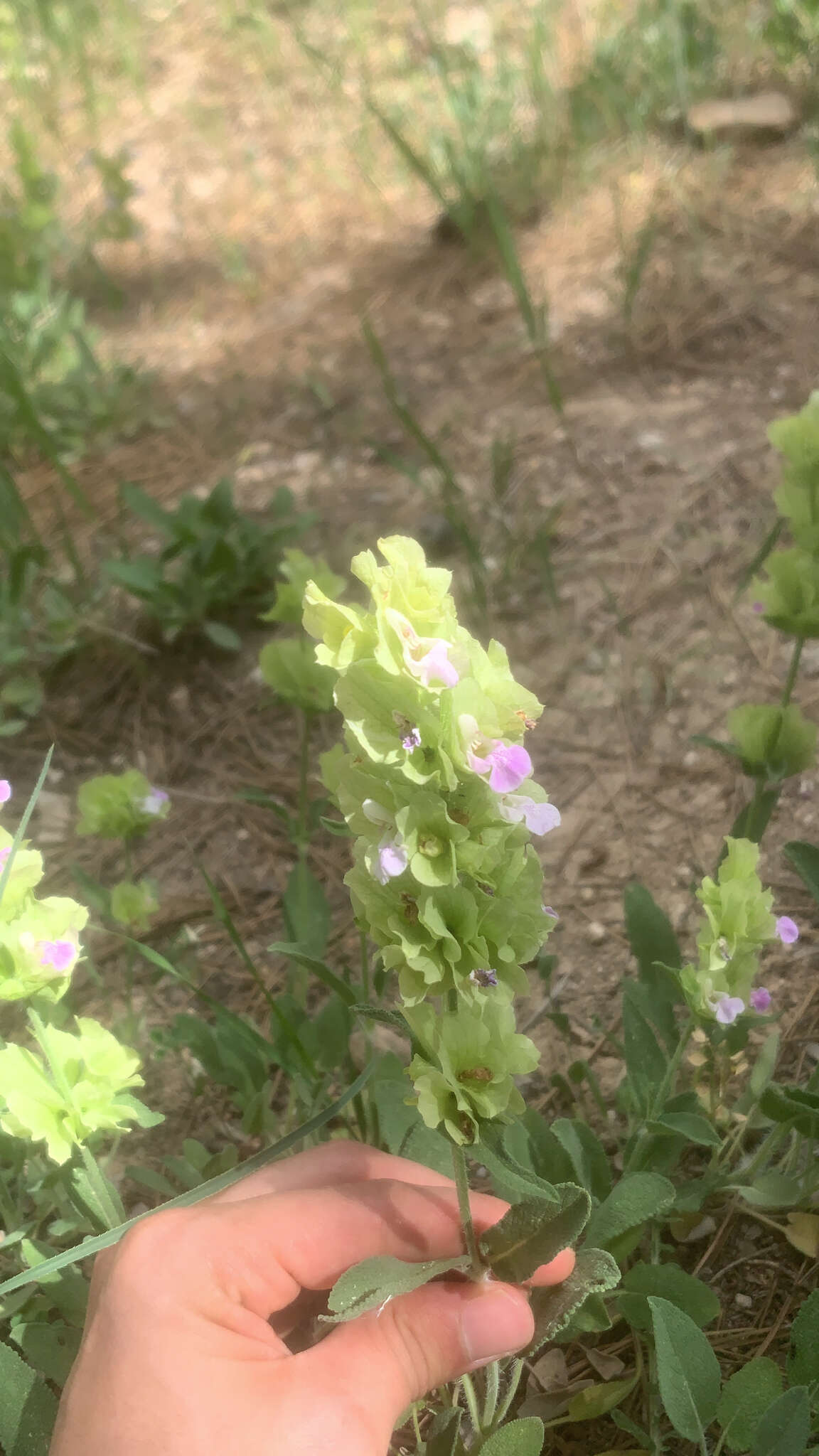 Imagem de Salvia absconditiflora Greuter & Burdet