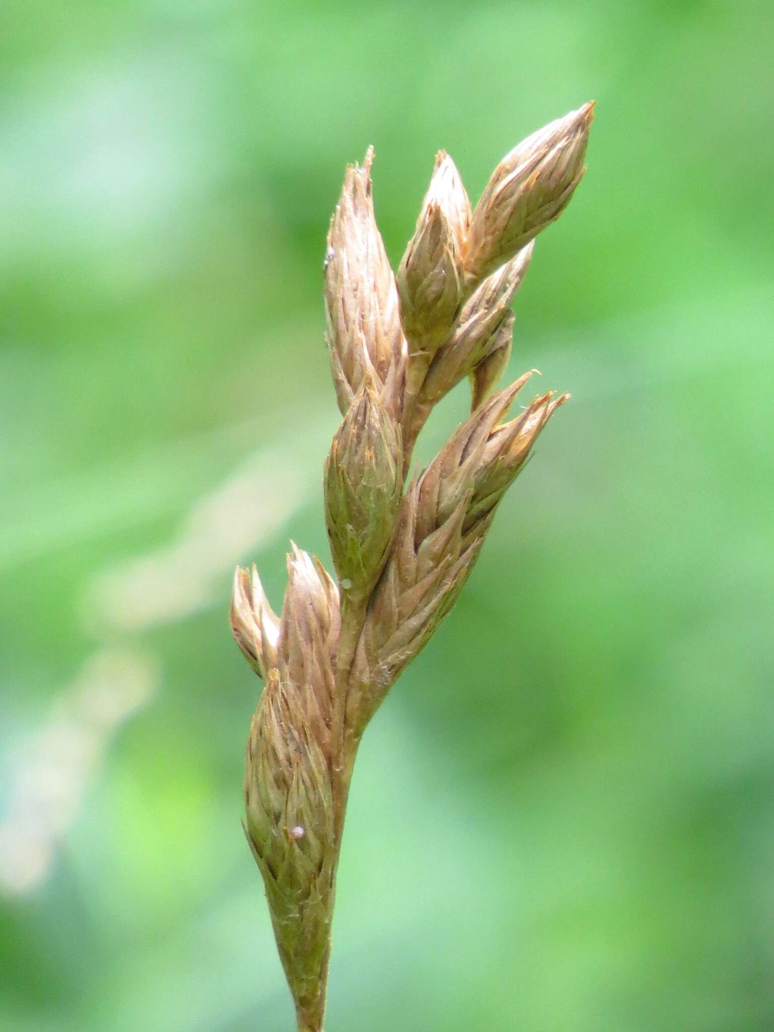 Слика од Carex muskingumensis Schwein.