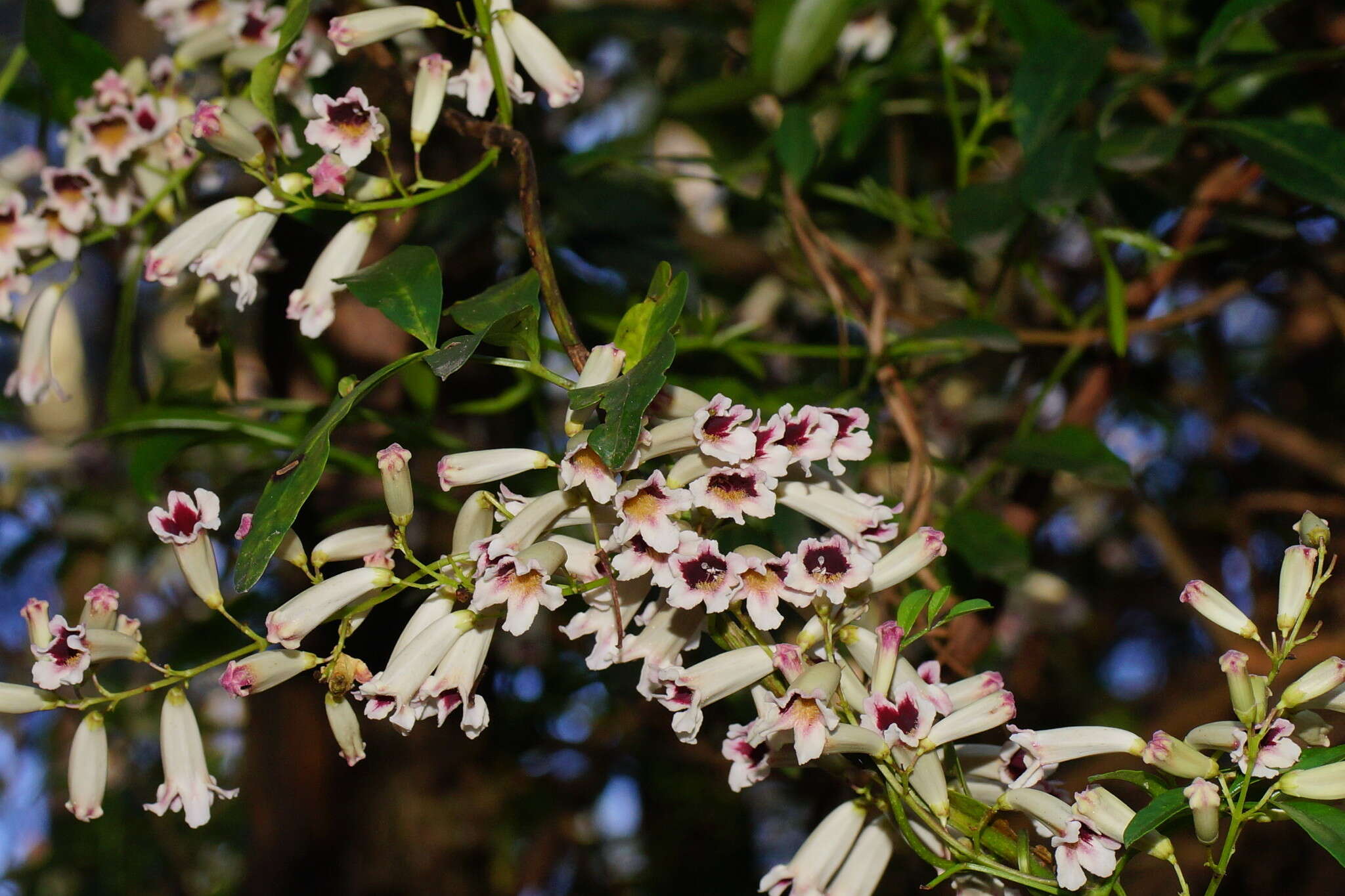 Imagem de Pandorea pandorana (Andr.) Steenis