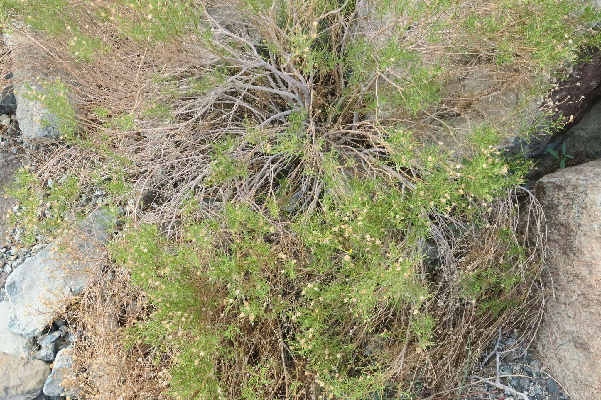 Image of Pulicaria glutinosa (Boiss.) Jaub. & Spach