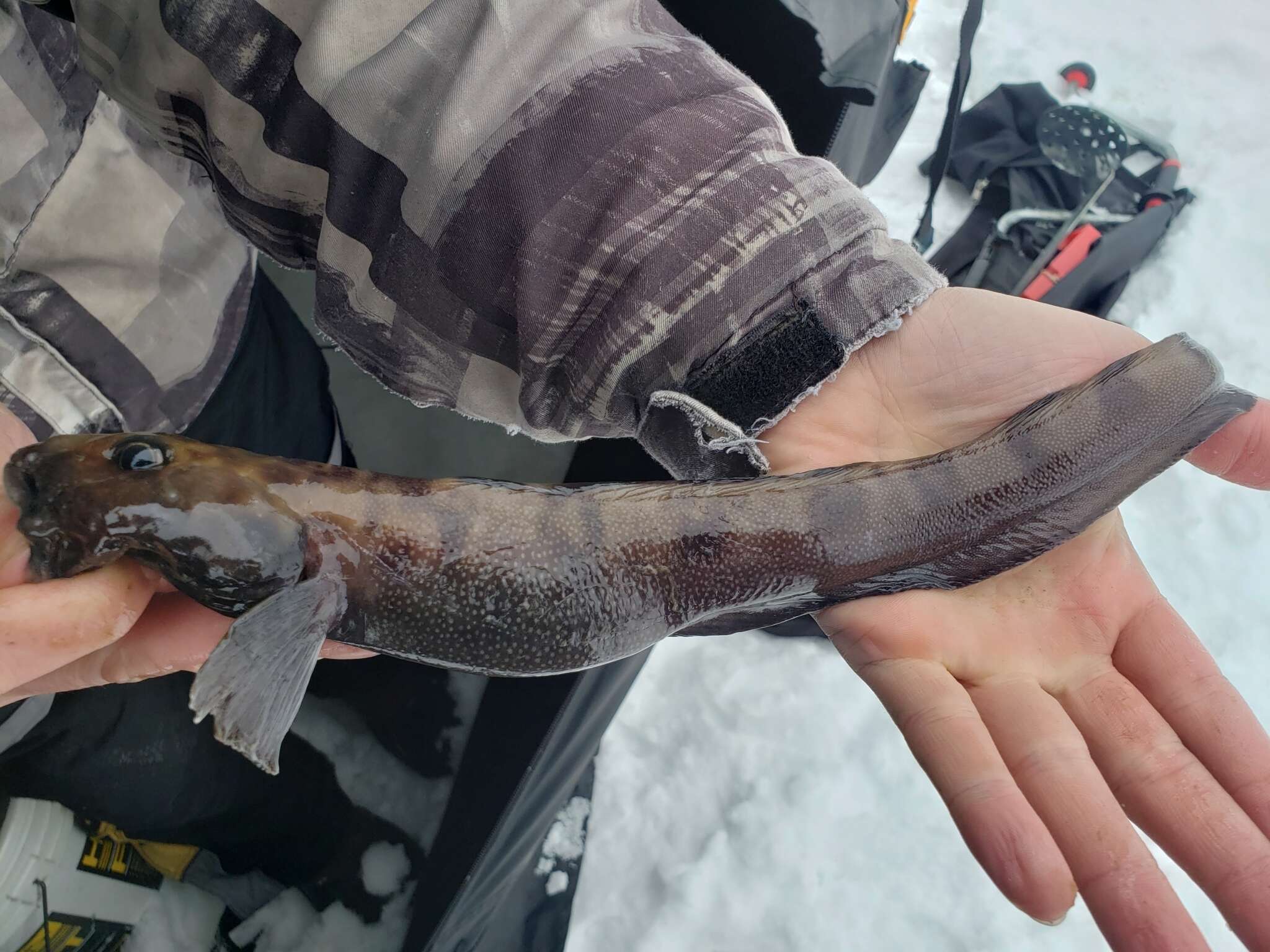 Image of Checker eelpout