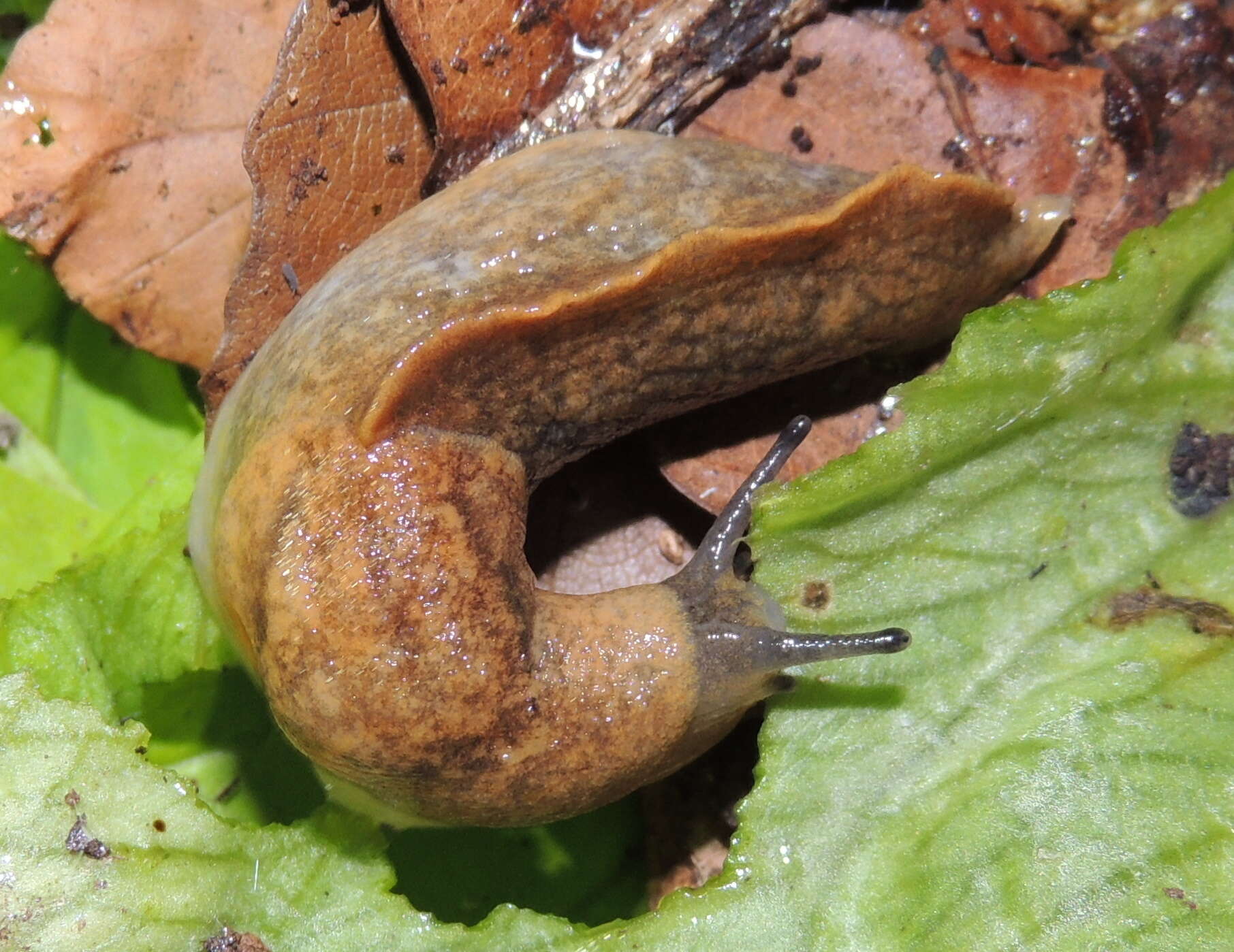 Image of Tandonia sowerbyi (A. Férussac 1823)