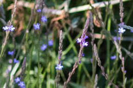 Image of mint vervain