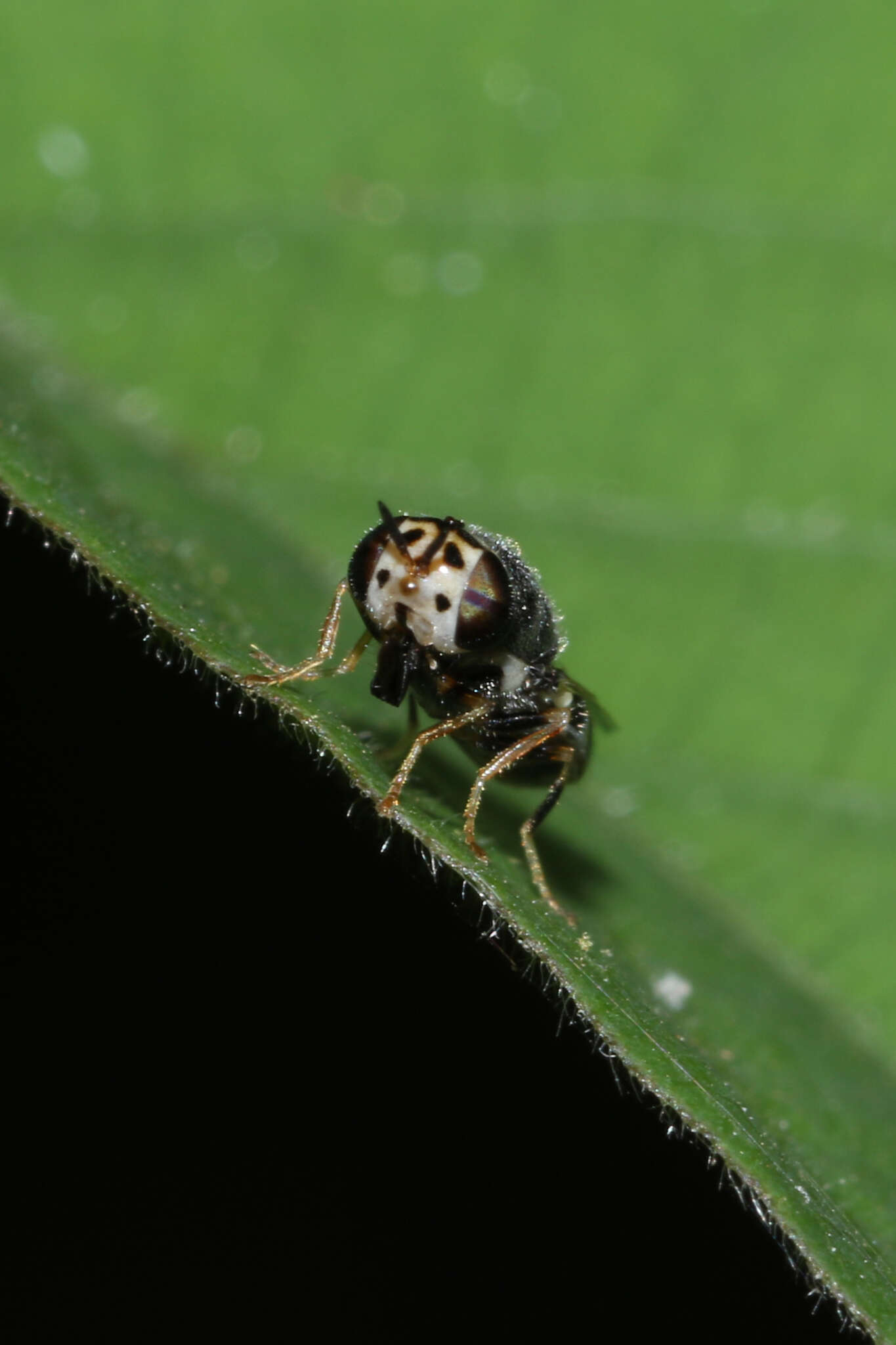 Image of Oplodontha minuta (Fabricius 1794)